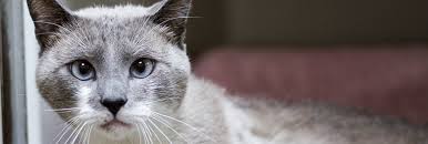 Pet saves its owner's life in surprising way. Press Release Good Samaritan Helps Arl Save Feline S Life Animal Rescue League Of Boston