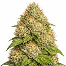 Afghan Kush Strain (Pure Afghani Landrace) - Strainpedia