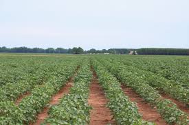 Start studying integrated pest management (ipm). Using The Thrips Infestation Predictor For Cotton Alabama Cooperative Extension System
