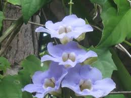 Image result for Thunbergia graminifolia