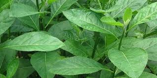 Khasiat daun gedi untuk asam urat tinggi dan cara penggunaannya. 8 Manfaat Daun Sidaguri Untuk Kesehatan Mengatasi Malaria Hingga Meredakan Batuk Merdeka Com