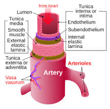 The circle begins and ends at the heart. Artery Wikipedia
