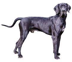 Great Dane Dog Breed Facts And Information Wag Dog Walking Dane Dog Great Dane Great Dane Dogs