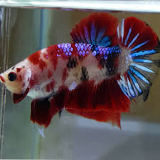 Ciri cupang plakat memiliki sirip ekor yang pendek. Jual Ikan Cupang Plakat Nemo Galaxy Kota Surabaya Baksopahlawan Tokopedia