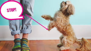 Lightinthebox offers anti bark collars, whistles, shork collars & more. How To Stop Your Dog Jumping Up