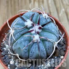 Image result for Tricalysia schliebenii