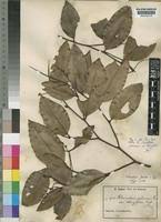 Image result for Klainedoxa