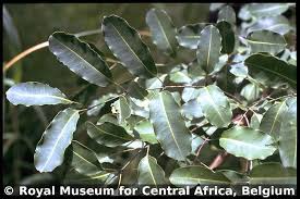 Image result for Quassia undulata