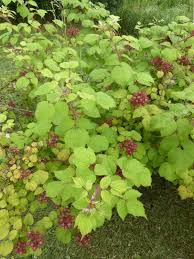 Image result for Rubus