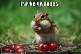 The chipmunk will eat straight from the dish when hungry and possibly save food for later in its cheeks. Animal Comedy Chipmunks Animal Comedy Animal Comedy Funny Animals Animal Gifs Cheezburger