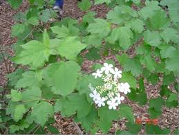 Dwarf european cranberry viburnum features dense, mounded habit. Viburnum Trilobum Wikipedia