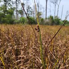 Image result for Bolboschoenus