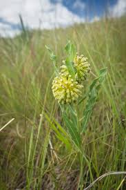 Image result for Disperis virginalis