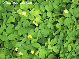 Image result for Synadenium glabratum