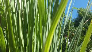 Maybe you would like to learn more about one of these? Lemon Grass Growing Guide Daylily Nursery