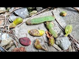 Image result for Uvaria angolensis