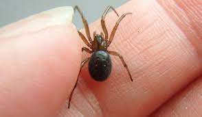 If the egg sac hatches inside the house, you may wind up with a population of spiders making themselves at home. 8 Facts About The Misunderstood House Spider