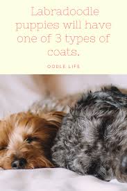 My Labradoodle Puppy Has Straight Hair Oodle Dogs In 2020 Labradoodle Labradoodle Puppy Labradoodle Dogs