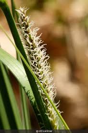 Image result for Carex lycurus