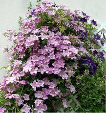 We did not find results for: Clematite Comtesse De Bouchaud Plante En Ligne