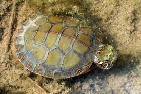The painted turtle (chrysemys picta) is the most widespread native turtle of north america. Midland Painted Turtle Pa Herp Identification
