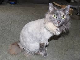 All body hair is trimmed leaving the tail and head untouched. Why You Should Never Shave Your Dog Or Cat For The Summer Pethelpful