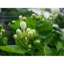 This flowers provided by indian flowers us llc. White Fresh Jasmine Flowers For Decoration At Price 450 Inr Kilograms In Chennai Id 6459174