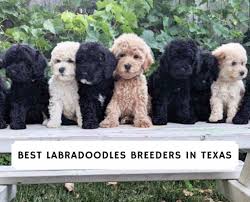 We strive to breed the healthiest, genetically superior family members you could ask for. Best Labradoodle Breeders In Texas Top 5 List We Love Doodles