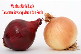 Tidak memiliki kuncup dan daun. 13 Manfaat Umbi Lapis Untuk Bawang Merah Dan Bawang Putih Dosenpertanian Com