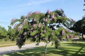 Image result for Lonchocarpus