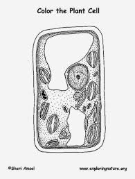 We did not find results for: Plant Vs Animal Cell Coloring Pages
