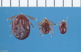 New Tick Species Found In 7 States Report Ticks Types Of Ticks Rocky Mountain Spotted Fever