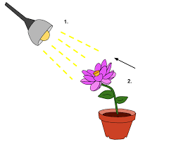 Phototropism Plants Response To Light And Stimulus Its Movement And Chemicals Involvement Plant Life Cycle Plant Roots Plant Species