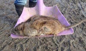 Each day more pigment shows through. Giant Rats That Are Immune To Poison Are Spreading At Rapid Speeds Daily Mail Online