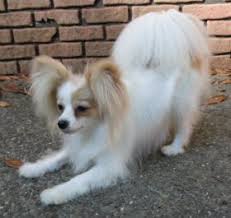 Baby Black And White Papillon Skittles At Playful Papillons Skittles Is A Lemon Sable And White Papillon Papillon Dog Papillon Dog Puppy Pappillon Dog