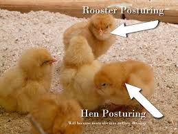 Roosters usually have neck feathers that are pointed upwards, while the hens have rounded feathers. How To Sex Chickens 5 Methods To Determine Hen Or Rooster