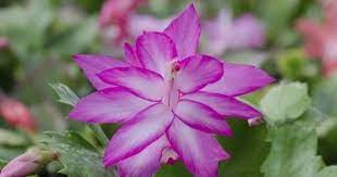You can use easily it for epiphytes in general, and hippeastrums. Christmas Cactus Fertilizer Requirements When And How To Feed A Christmas Cactus Christmas Cactus Flower Pots Cactus Flower