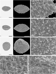 Image result for Aponogeton stuhlmannii