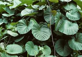 Image result for Merremia