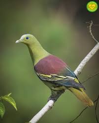 Rare Birds With Long Tail Feathers Pin On Bird Love