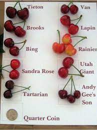 Maybe you would like to learn more about one of these? Found On Bing From Www Pinterest Com Types Of Cherries Health Benefits Of Cherries Food Facts