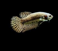 Can two betta fish live together? Betta Fish The Beautiful And Very Popular Siamese Fighting Fish Live Science