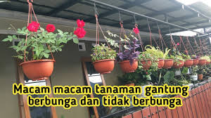Bunga hias gantung begonia bunga hias gantung begonia tanaman bunga begonia merupakan tanaman hias gantung yang. Macam Macam Tanaman Gantung Berbunga Dan Tidak Berbunga Youtube