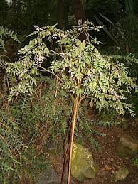 Image result for Indigofera garckeana