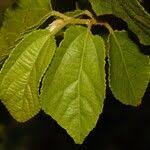 Image result for Grewia stolzii