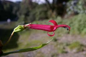 Image result for Prismatocarpus cordifolius