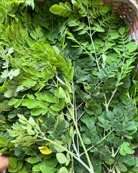 Image result for Moringa