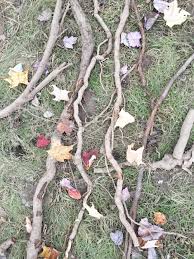 The vigorous vine not only grows rapidly, but is hardy too with little maintenance involved with its care, making this ivy an exceptional groundcover plant. How To Get Rid Of Oriental Bittersweet Take Back Control Of Your Yard