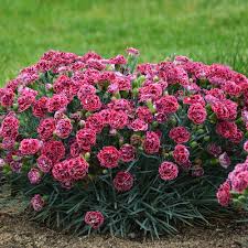 Image result for Dianthus