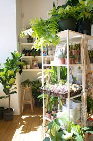 the zen succulent plant shop in raleigh plant display ideas plants houseplants indoor